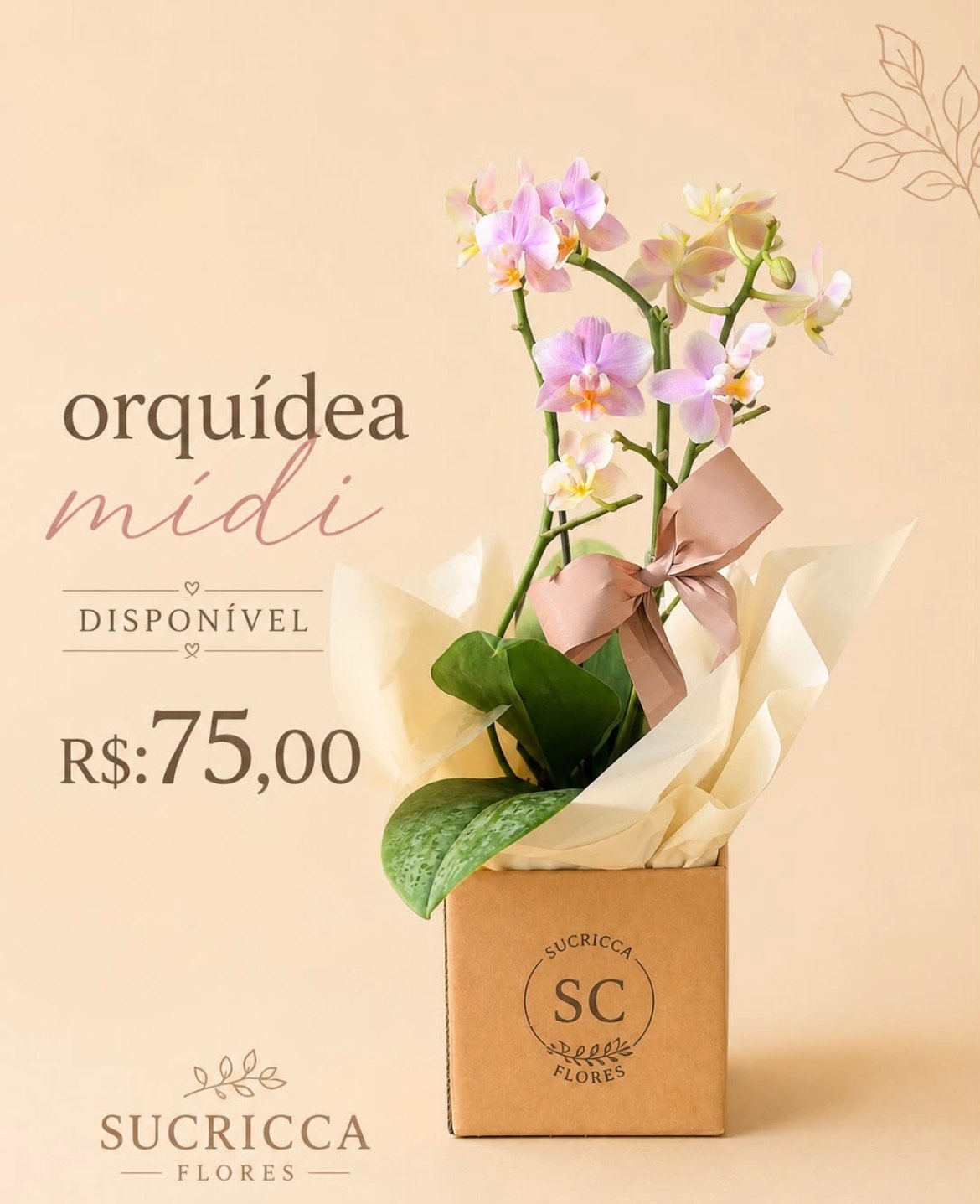 Foto do produto Phal Mídi