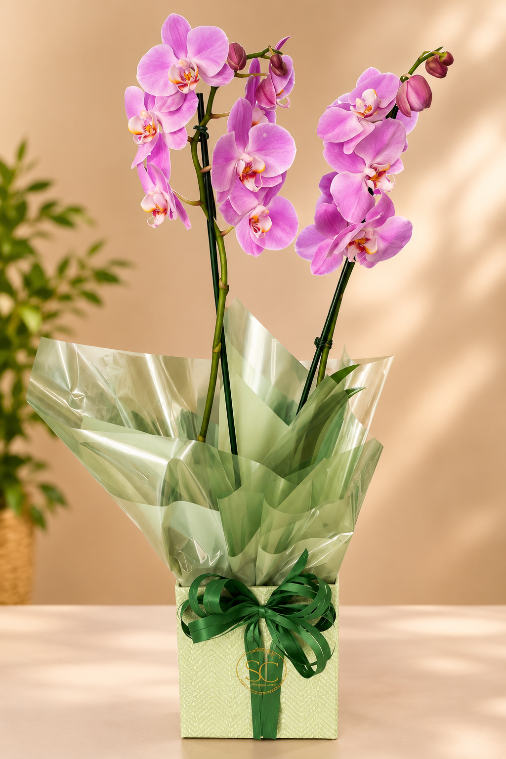 Foto do produto Orquídea Phal duas hastes